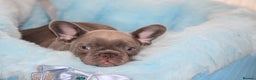 French Bulldog dogs for sale: Solid lilac French bulldog’s  - Advert 31