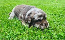 Labradoodle dogs for sale: Chocolate Merle Labradoodle Babies 🐾🐾🐾 - Image 1