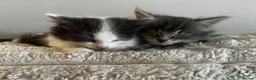 Mixed Breed cats for sale: Adorable fluffy kittens  - Advert 6