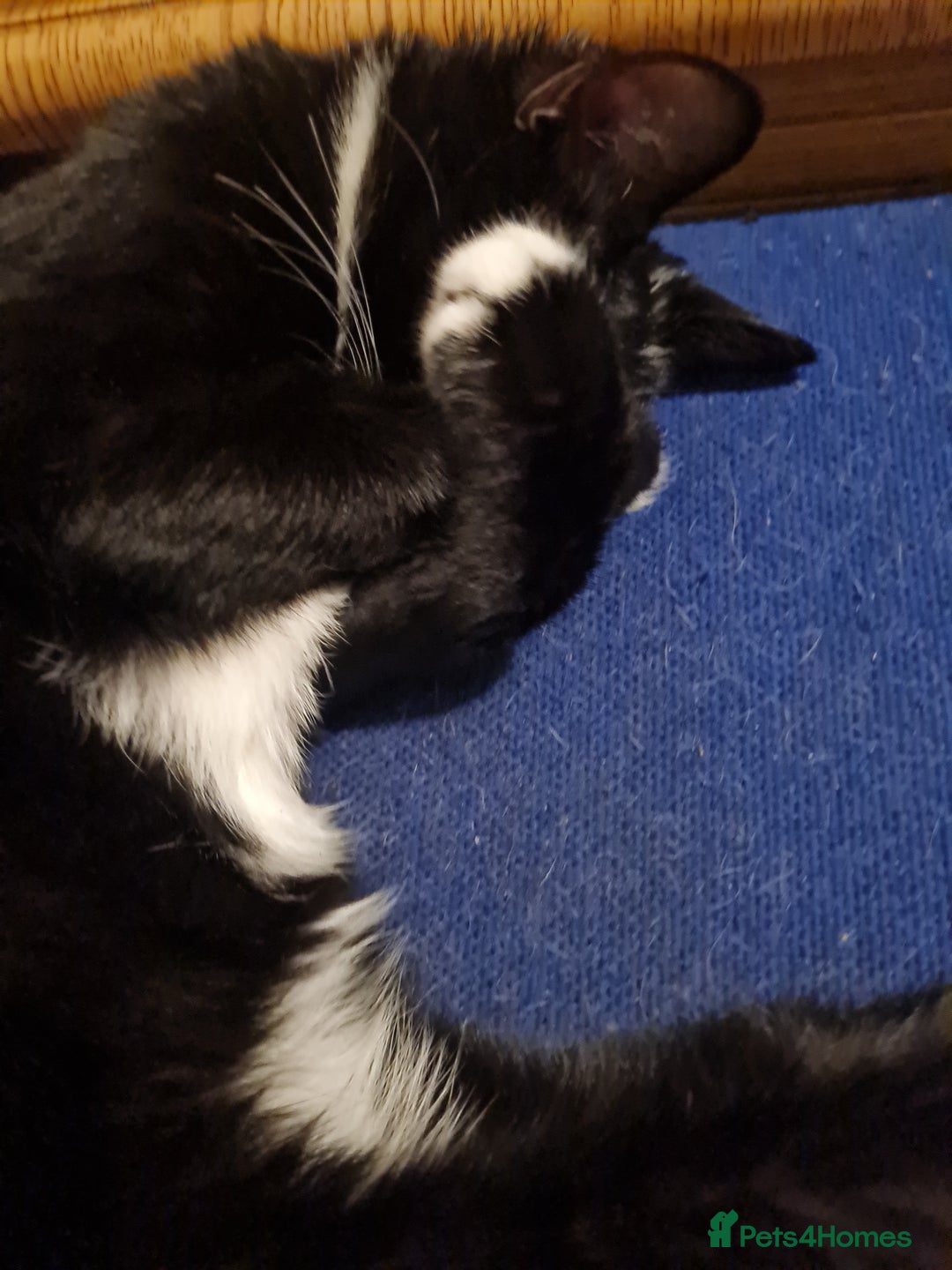 Mixed Breed cats for sale: Tuxedo Tom Boy!  - Advert 4