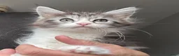 Maine Coon cats for sale: Stunning silver Maine Coon kittens ready now - Advert 5