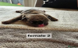 English Bulldog dogs for sale: Kennel club registered English bulldog puppies  - Image 4