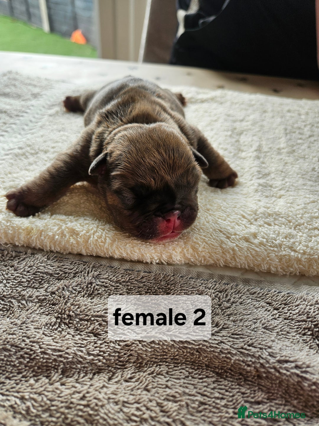 English Bulldog dogs for sale: Kennel club registered English bulldog puppies  - Image 4