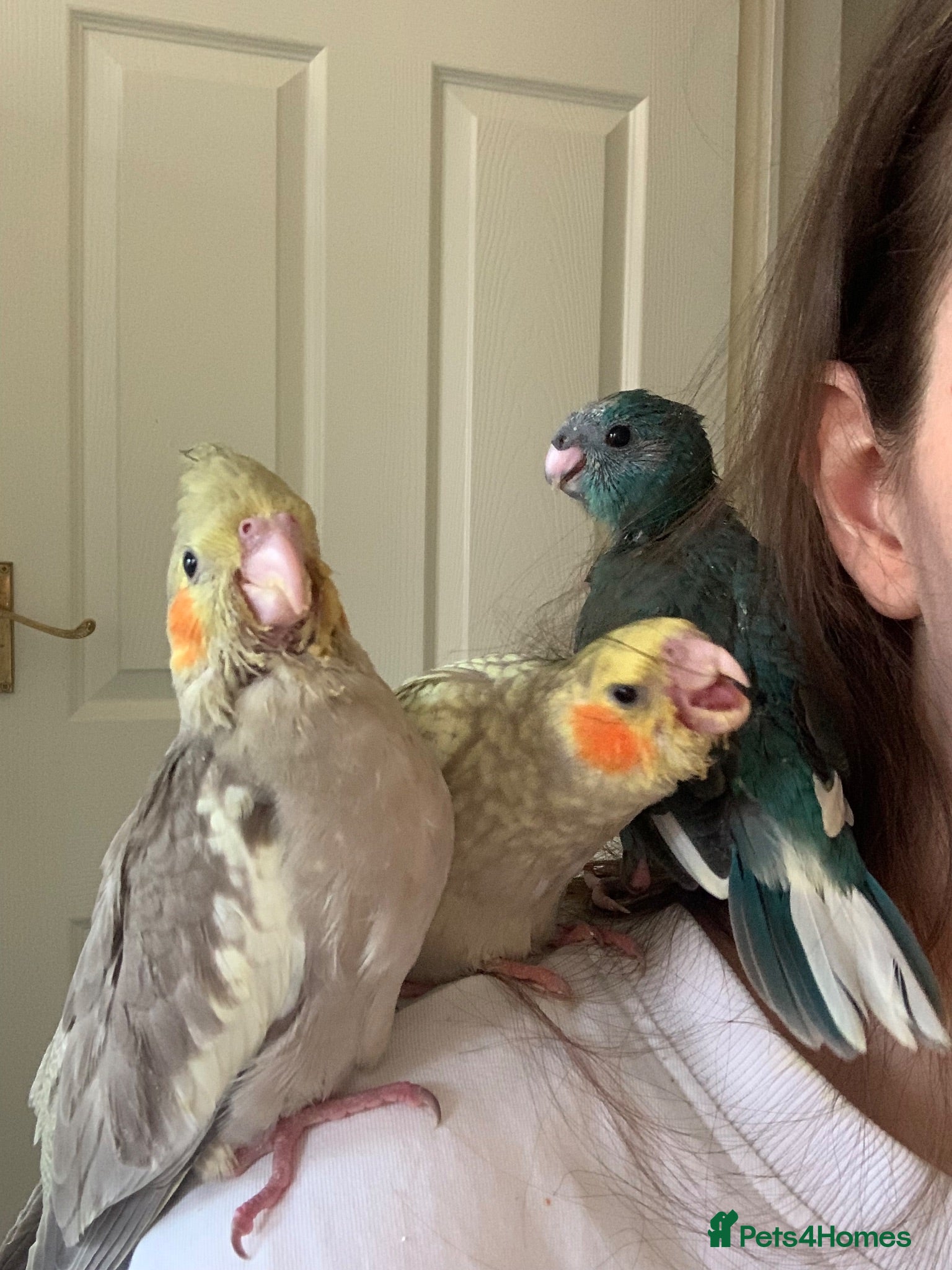 Parakeets birds 2Cockatiels & 2Kakarikis left! Hand Reared Babies! - Advert 1