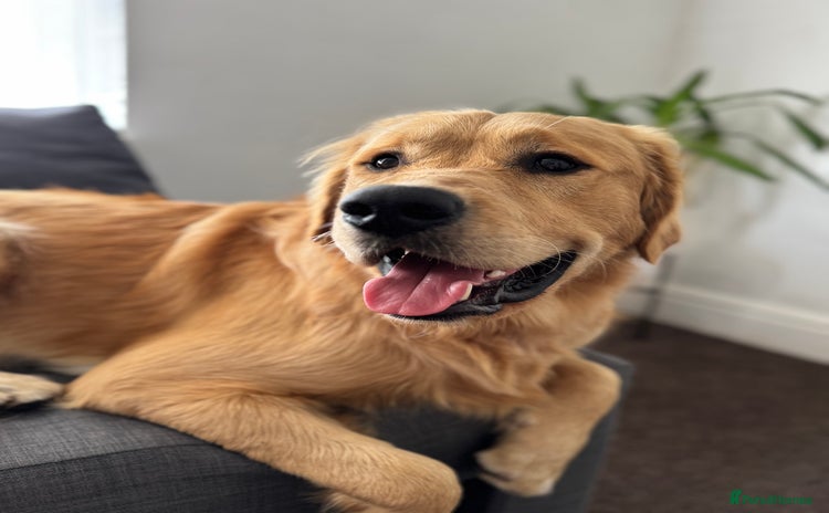 Golden Retriever dogs - Advert 1