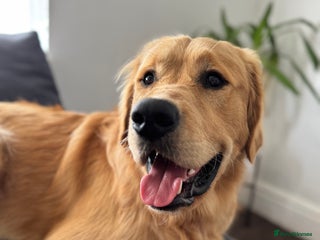 Golden Retriever dogs - Advert 7