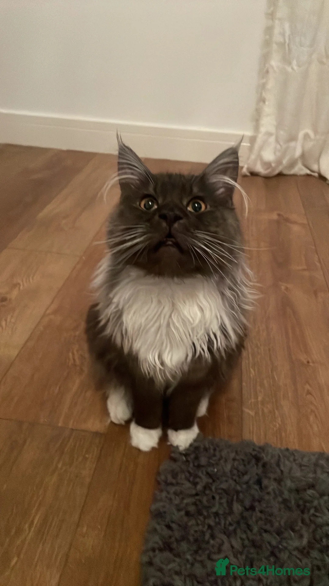 Maine Coon cats for sale: Very very sad sale in Liversedge - Advert 1