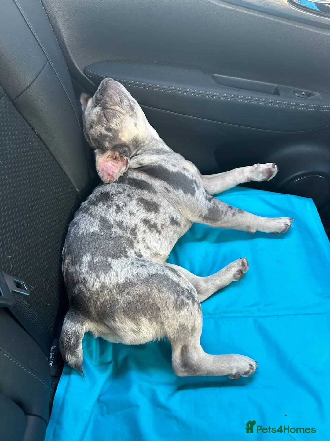 French Bulldog dogs for sale: Beautiful blue Merle French bulldog in Driffield - Advert 7