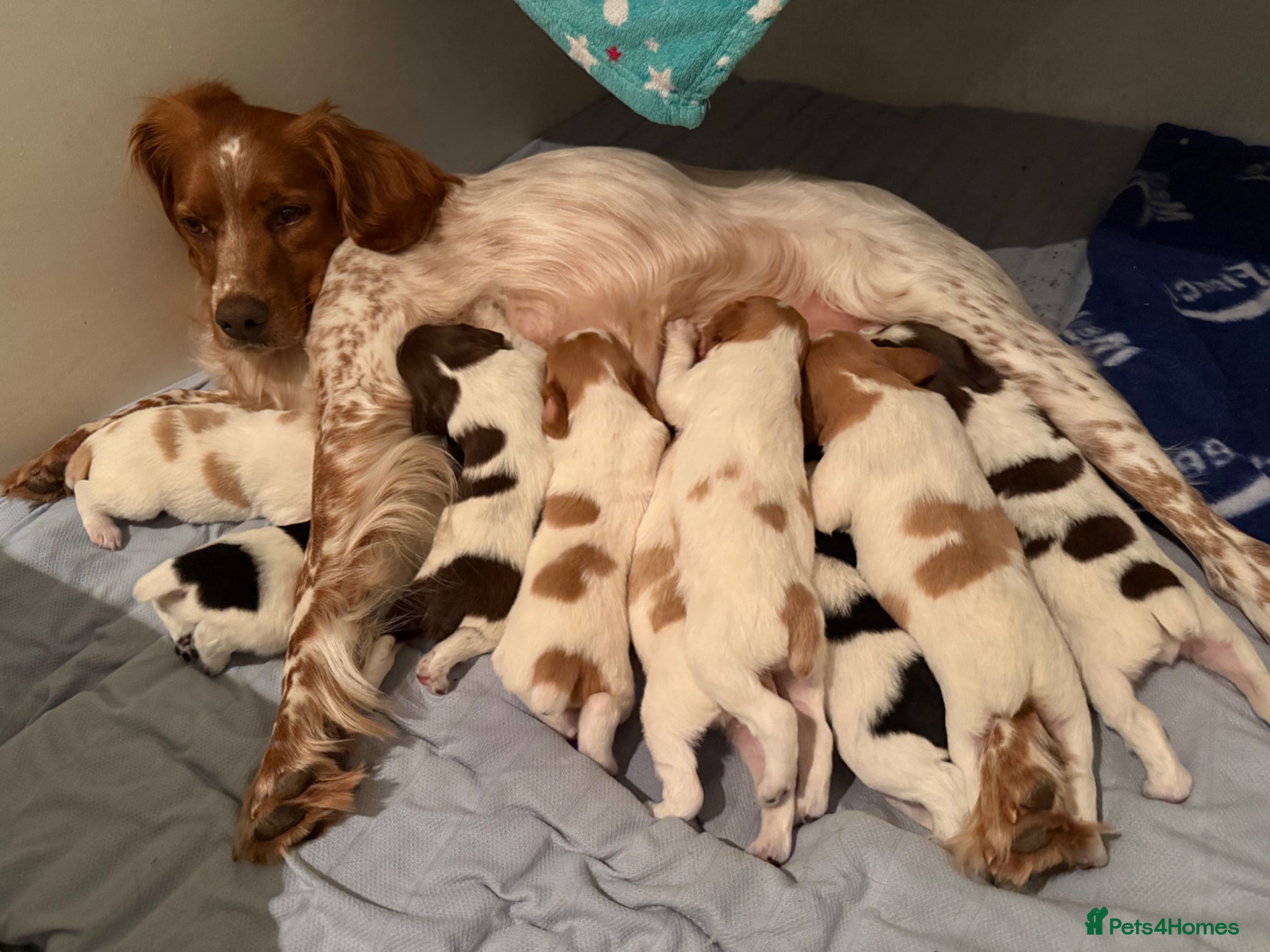 Brittany Spaniel dogs Brittanys for working homes or active homes - Advert 1