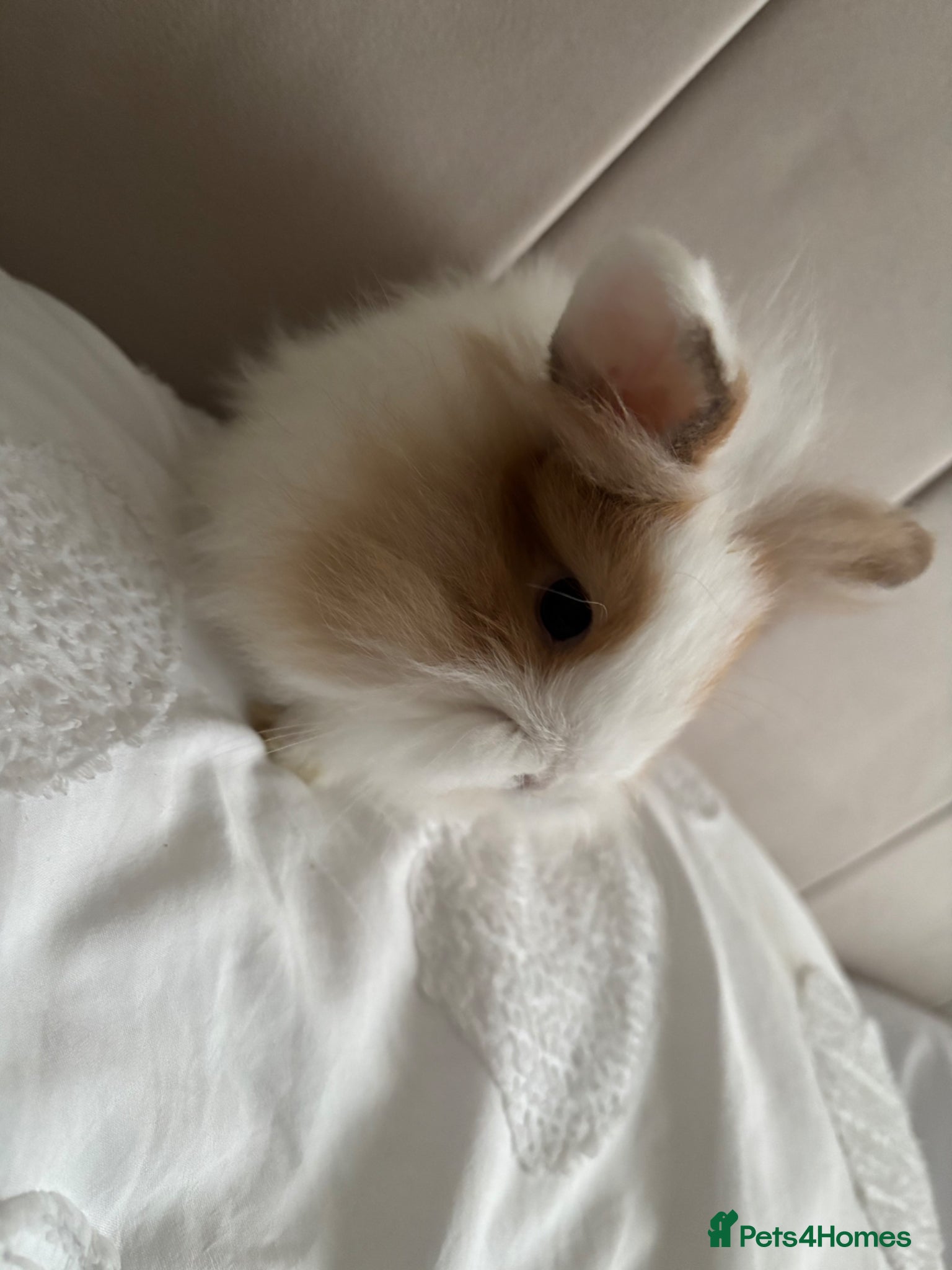 Mini Lion Lop rabbits 1 gorgeous mini lop X lion head bunny for sale.  - Advert 10