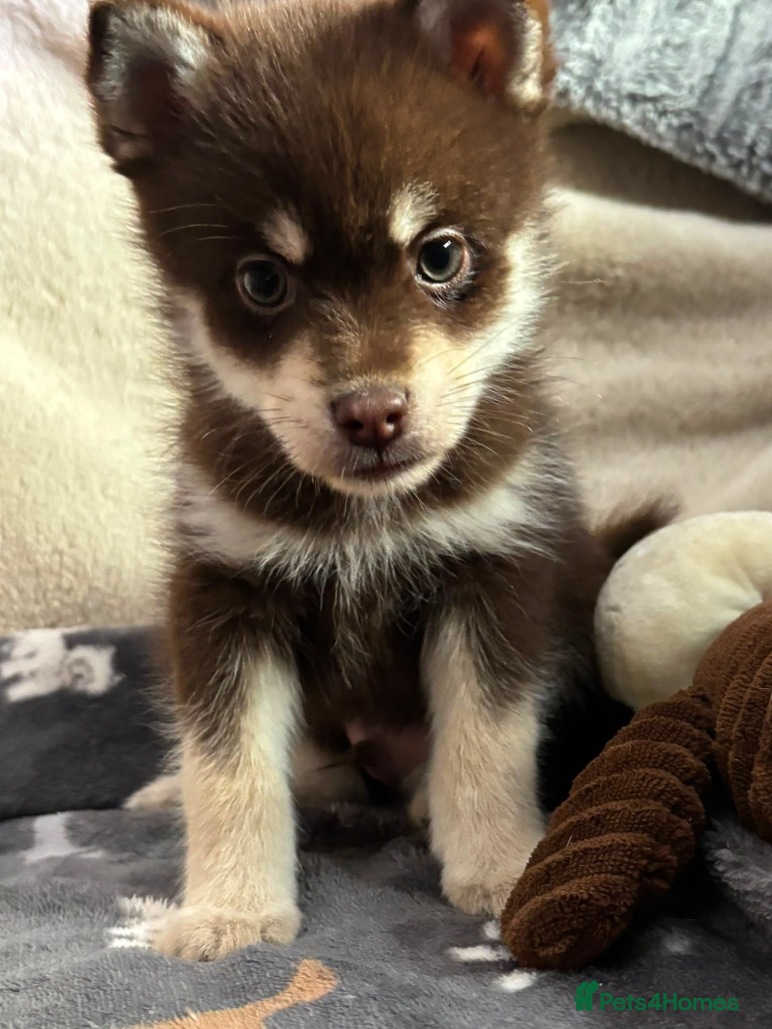 Pomsky dogs Just 3 pups left- 2 girls and 1 boy, F4 Pomskys - Advert 5