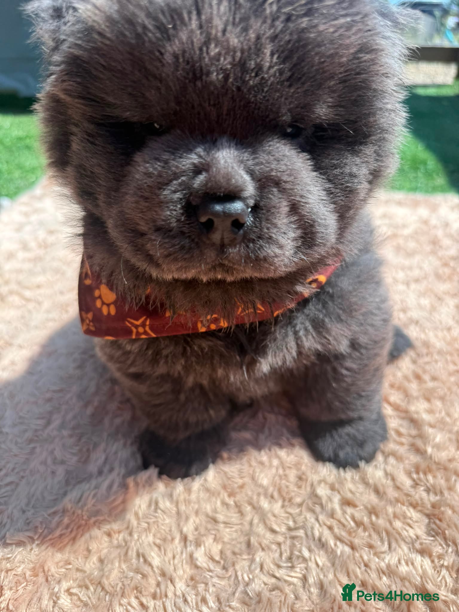 Chow Chow dogs 🐾🧸💙KC REGISTERED BLUE CHOW CHOW PUPPIES🐾🧸💙 - Advert 2