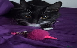 Mixed Breed cats for sale: 4 adorable male Siberian mix kittens 🐾 - Image 12