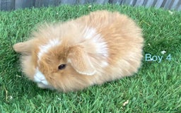 Mini Lion Lop rabbits for sale: Adorable Mini Lion Lops available for Loving Homes - Image 10