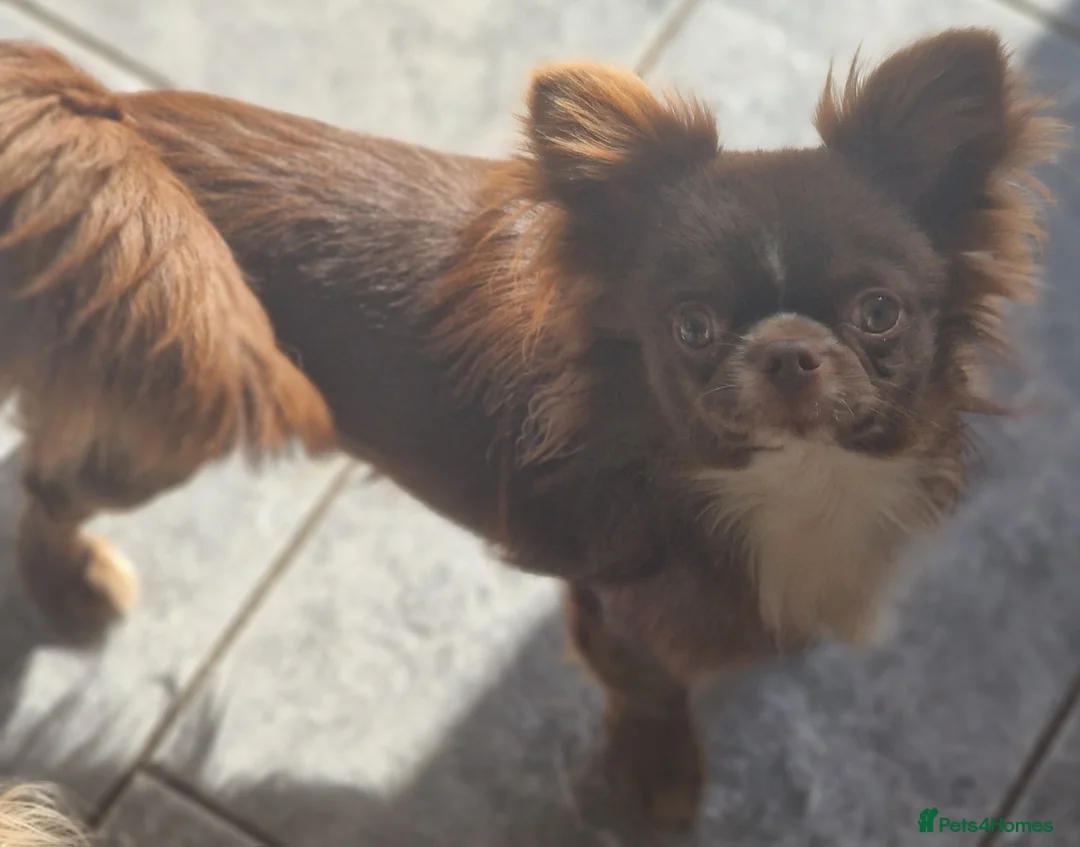 Chihuahua dogs for stud: Chihuahua Chocolate longhaired Stud  in Romford - Advert 17