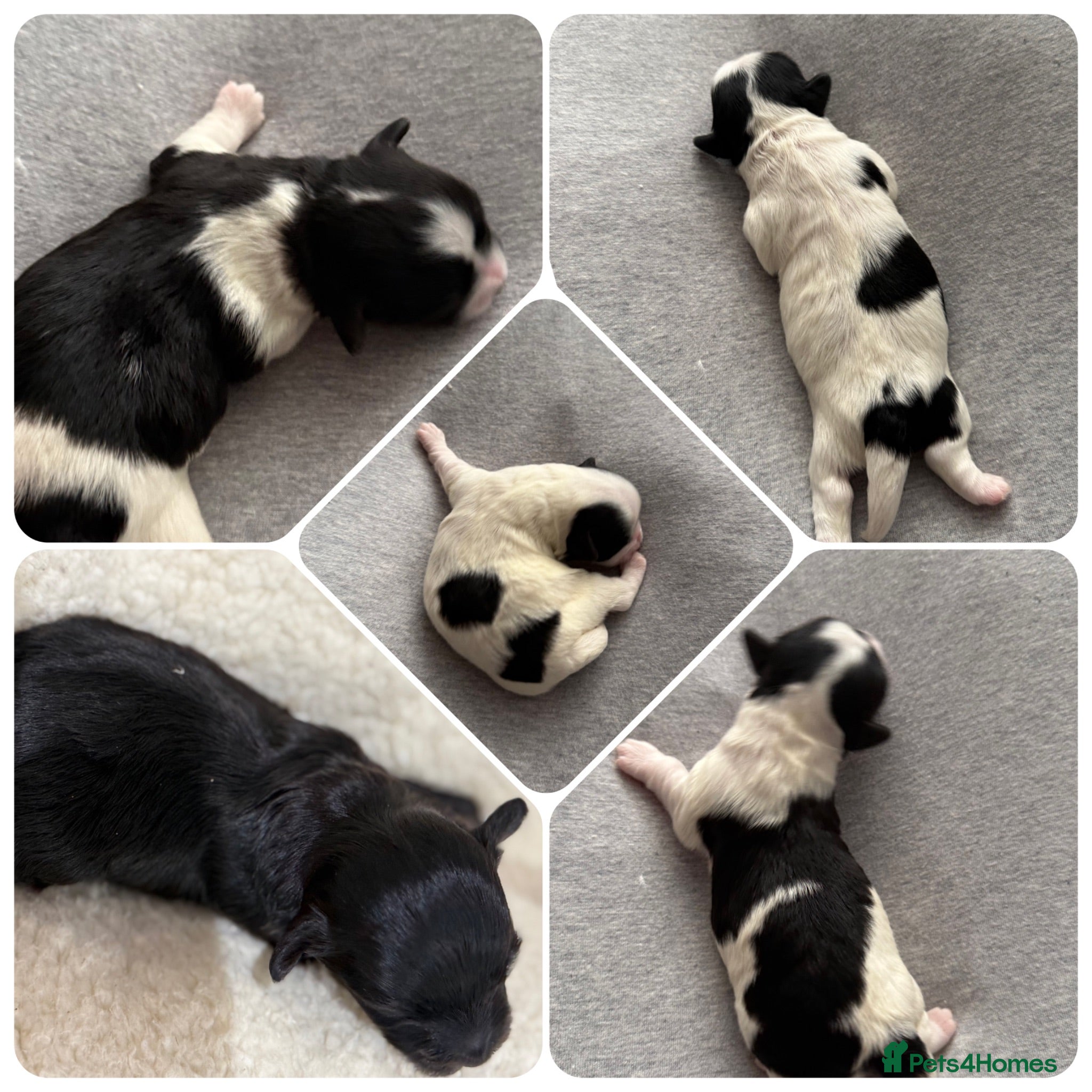 Maltipoo dogs 💎 OUTSTANDING TINY KOREAN MALTIPOOS 💎  - Advert 1