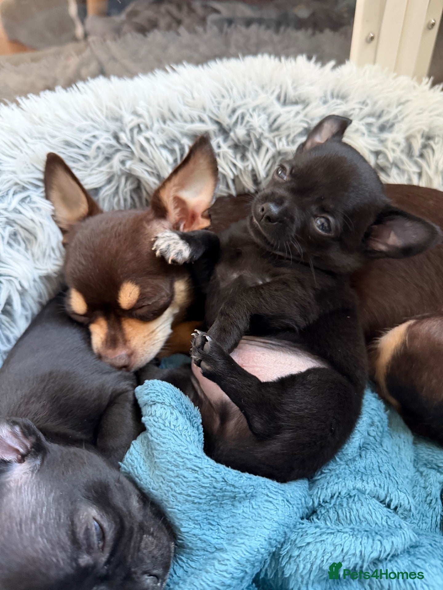 Chihuahua dogs Gorgeous Black Blue Chihuahua Puppies for Sale N1 - Advert 1