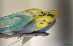 Budgerigars birds for sale: Beautiful rainbow budgerigars - Image 1