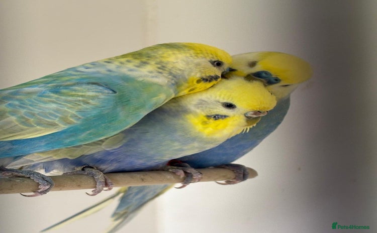 Budgerigars birds - Advert 1