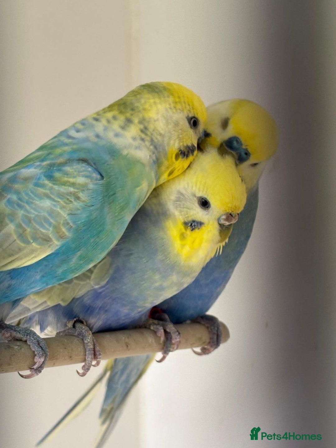 Budgerigars birds for sale: Beautiful rainbow budgerigars - Image 1