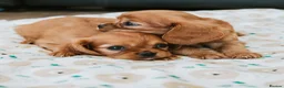Cavalier King Charles Spaniel dogs for sale: King Charles cavalier puppies ruby - Advert 11