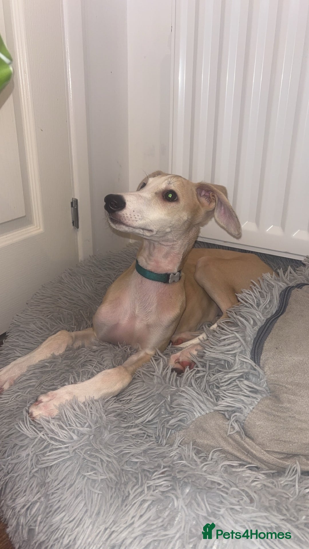 Lurcher dogs for sale: Puppy Male Lurcher - Advert 2