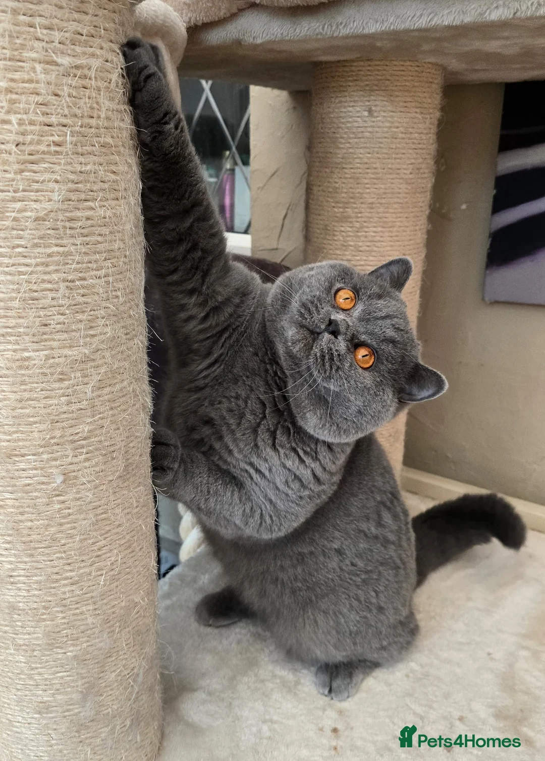 British Shorthair cats for sale: LAST 1 REMAINING BSH TICA KITTENS - Advert 7