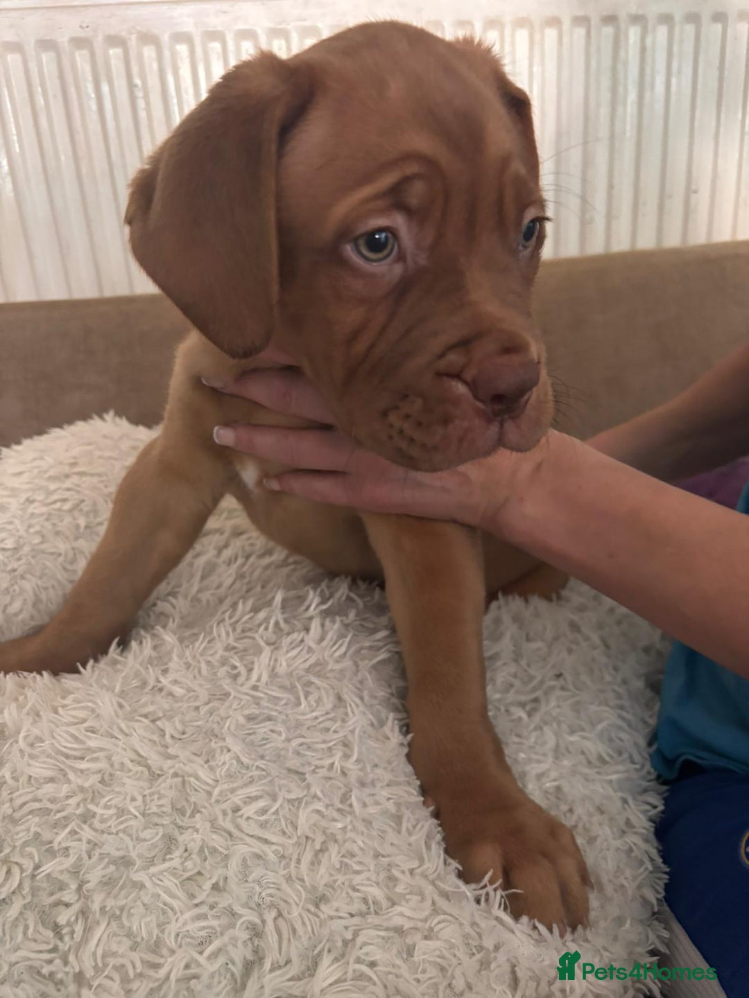 Dogue De Bordeaux dogs for sale: Dogue de bordeux  puppies  - Image 5