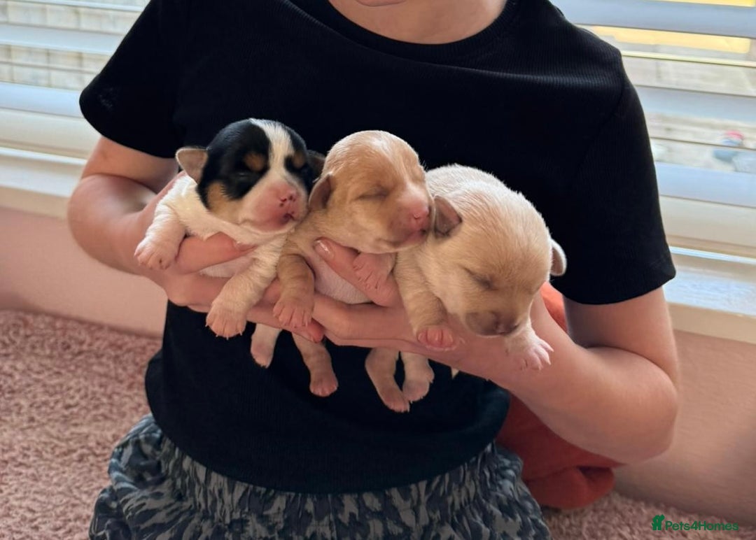 Mixed Breed dogs for sale: Chihuahua Cross Puppy - Image 4