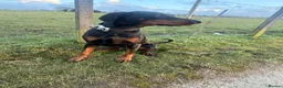 Dobermann dogs for sale: Judge - Advert 10
