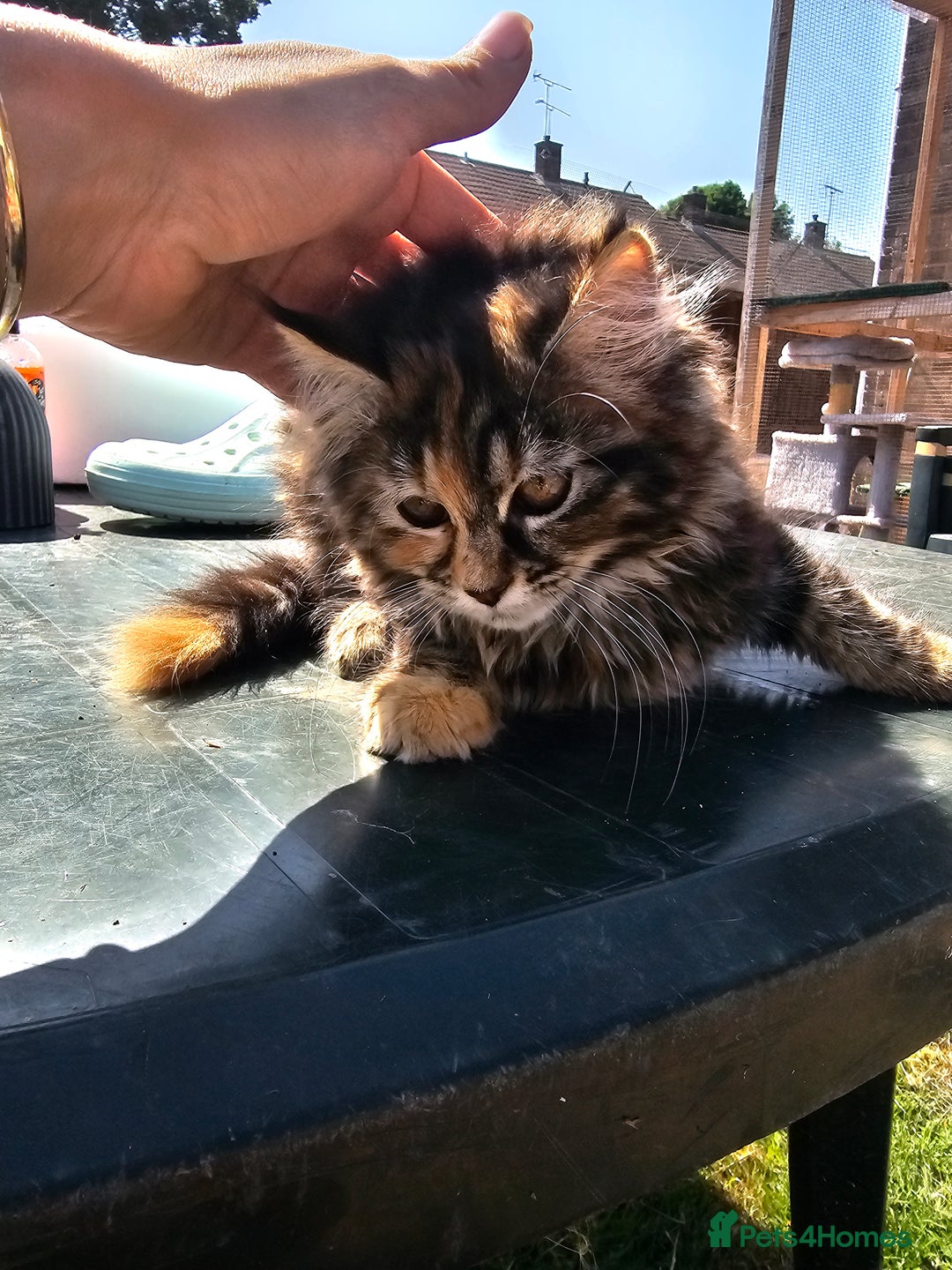 Maine Coon cats for sale: Maine coon × Siberian - Image 7