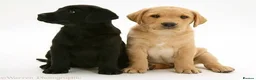 Labrador Retriever dogs for sale: Stunning Labrador puppies  - Advert 4