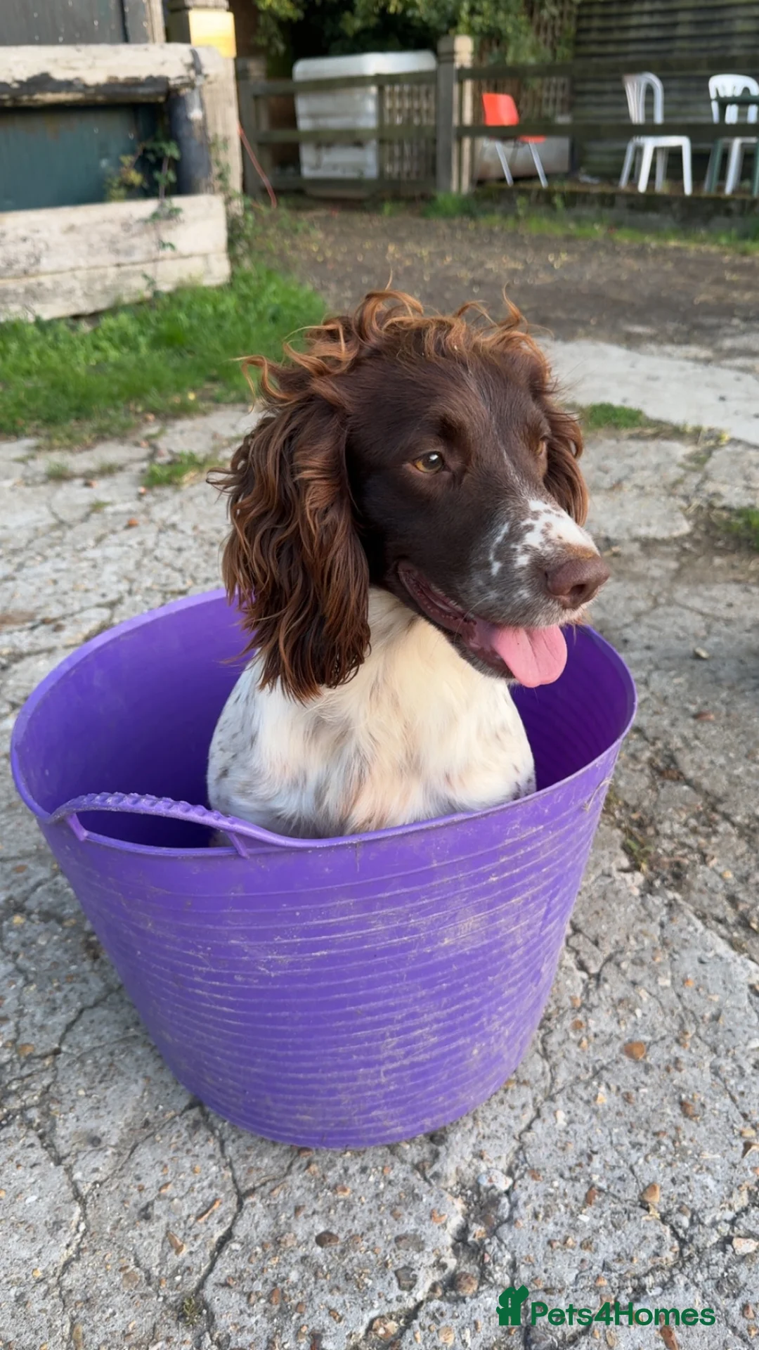 English Springer Spaniel dogs for sale: Springer Spaniels  - Advert 1