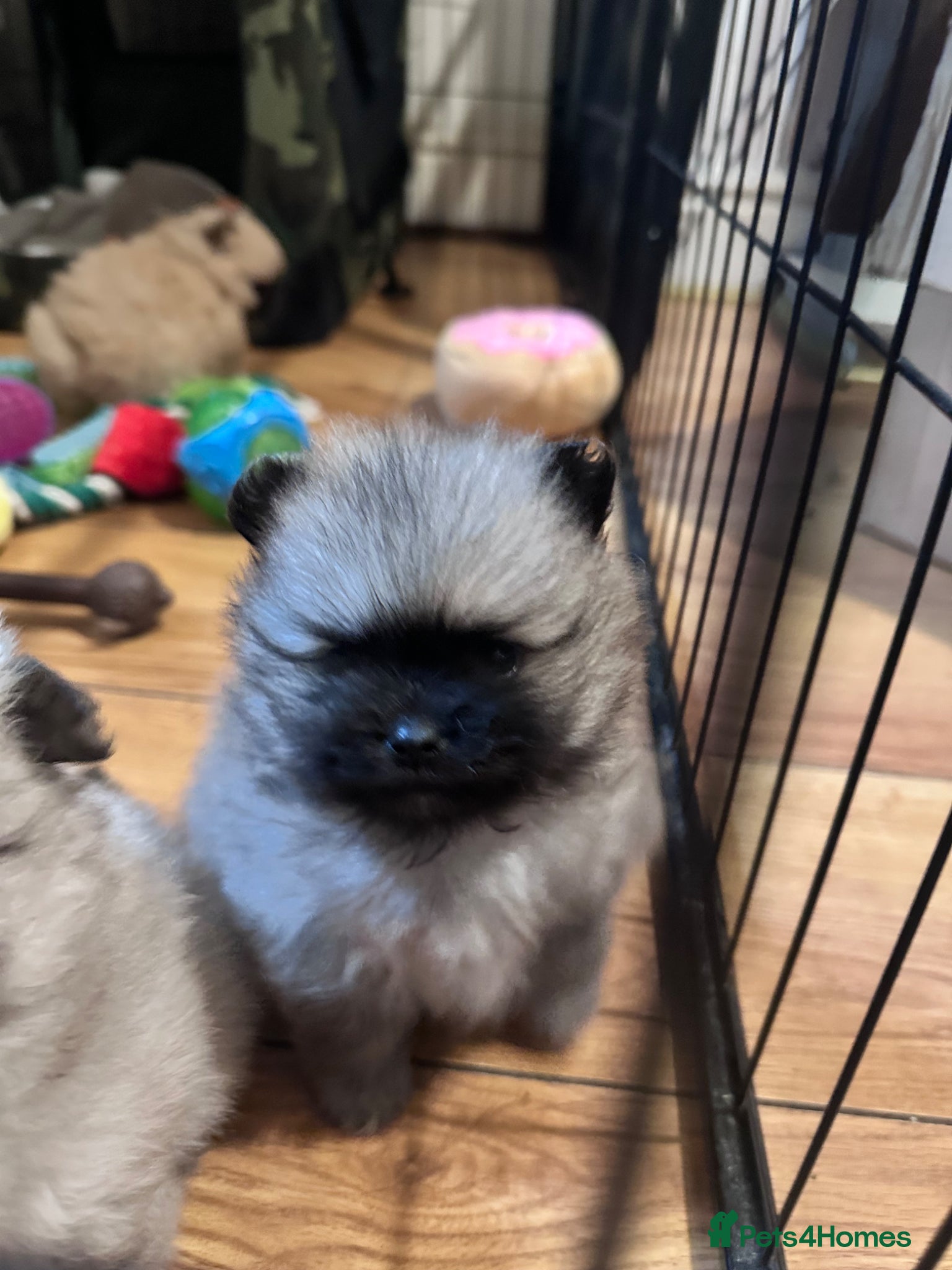Pomeranian dogs Rainbow litter Pomeranian KC Reg - Advert 1