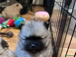 Pomeranian dogs Rainbow litter Pomeranian KC Reg - Advert 10