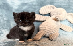 Persian cats for sale: 🌟 2 Chinchilla Persian Boy Kittens 🌟 - Image 16