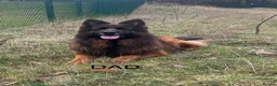 German Shepherd dogs for sale: Germany Sheperd long hair - Advert 3