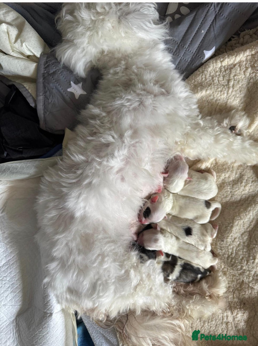 Mixed Breed dogs for sale: Beautiful bichon maltese puppys - Image 6