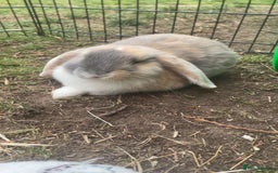 Mini Lop rabbits for sale: extremely friendly mini lop - Advert 6