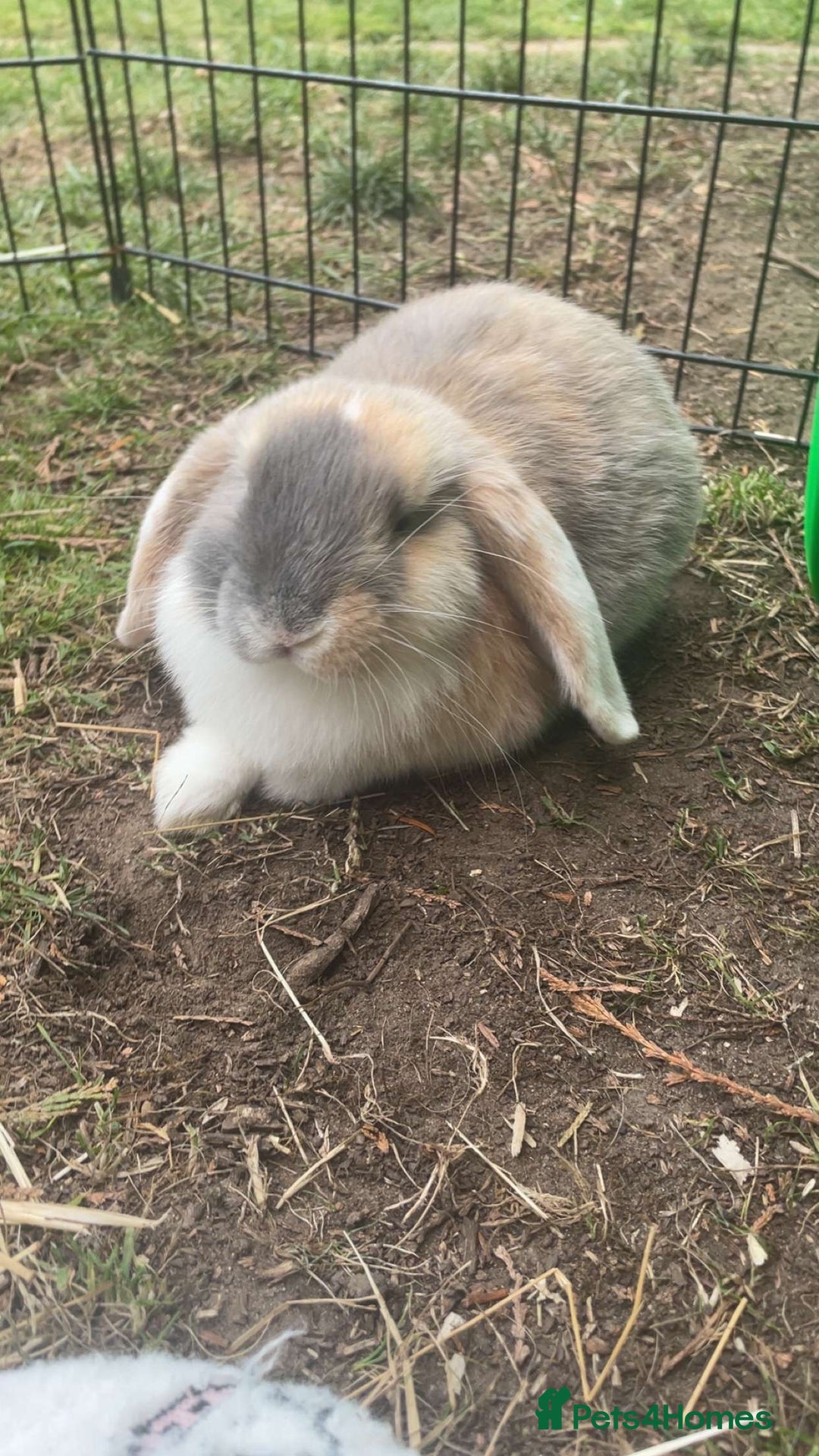 Mini Lop rabbits for sale: extremely friendly mini lop - Advert 6