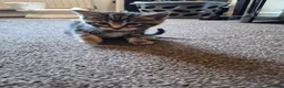 Domestic Shorthair cats for sale: Kitten - Advert 3