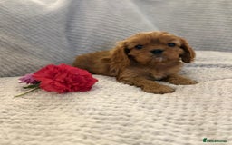 Cavalier King Charles Spaniel dogs for sale: KC REG, HEART, EYE AND DNA TESTED PARENTS - Image 15