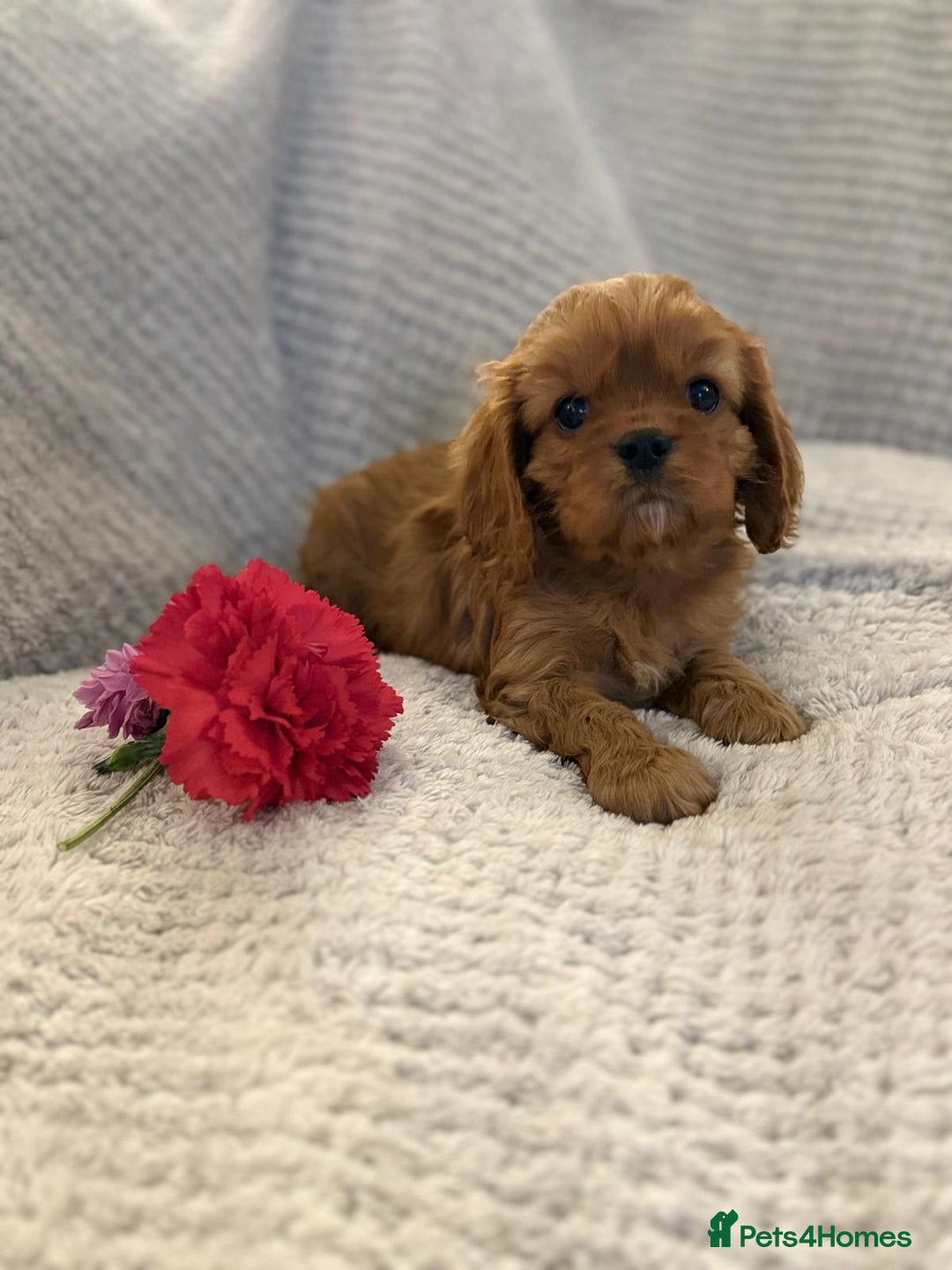 Cavalier King Charles Spaniel dogs for sale: KC REG, HEART, EYE AND DNA TESTED PARENTS - Image 15