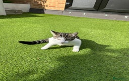 Mixed Breed cats for sale: Turkish Angora Mix  - Image 4