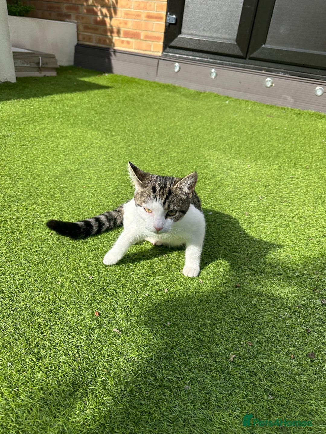 Mixed Breed cats for sale: Turkish Angora Mix  - Image 4