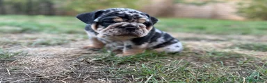 English Bulldog 2
