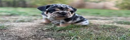 English Bulldog dogs for sale: Stunning KC reg English Bulldog puppies. in Newbury - Advert 2