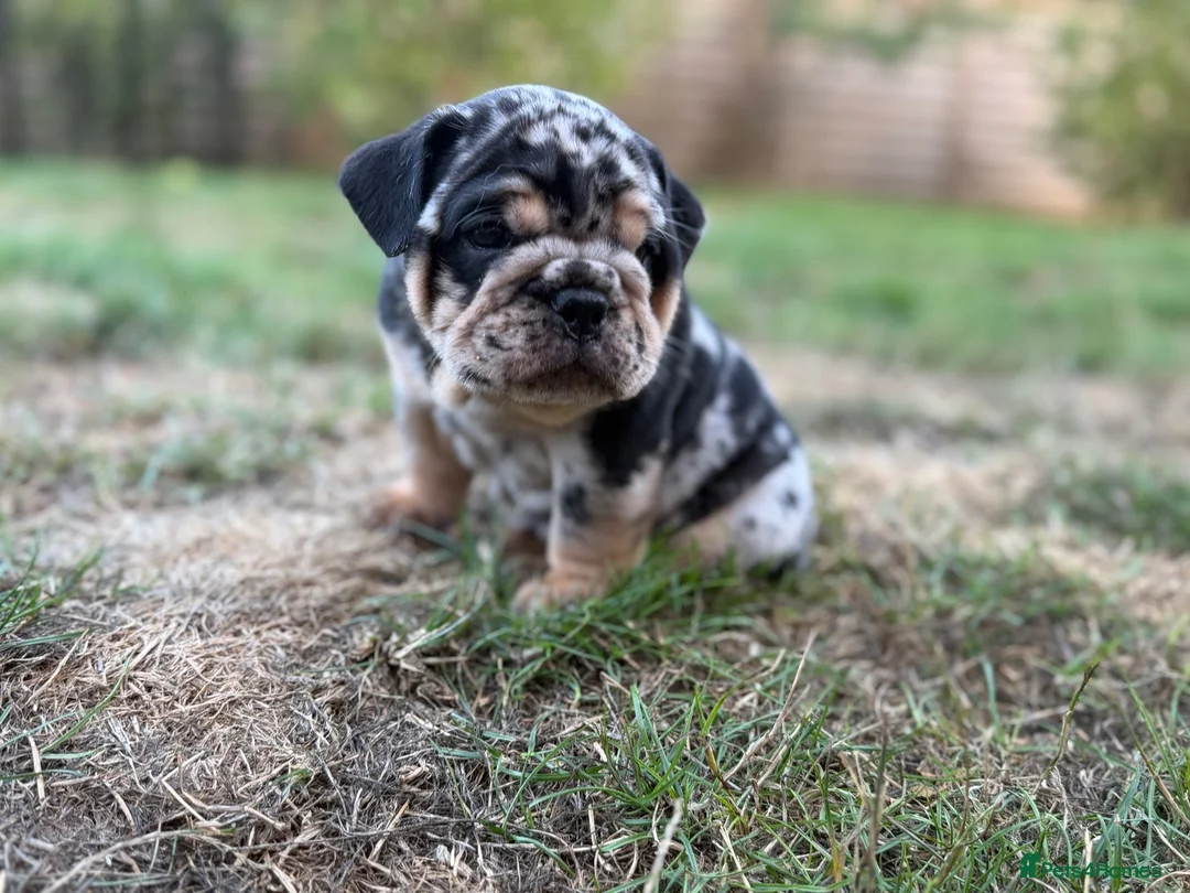 English Bulldog dogs for sale: Stunning KC reg English Bulldog puppies. in Newbury - Advert 2