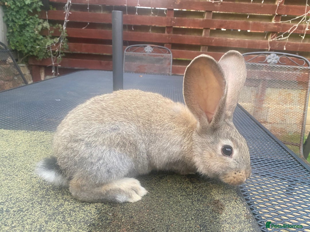 Continental Giant rabbits for sale: Baby Continental giants - Image 9
