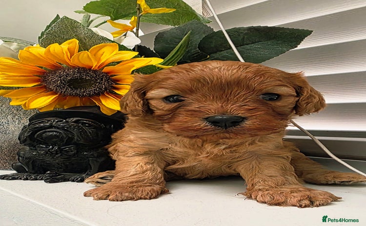 Cavapoo dogs - Advert 13